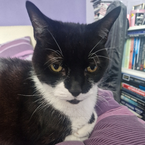 A black and white tuxedo cat loafing on a purple and white striped duvet with his paws neatly curled in